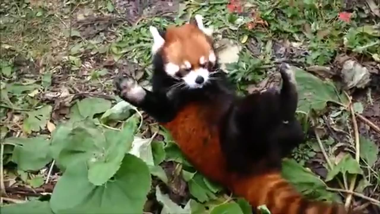 ADORABLE RED PANDAS