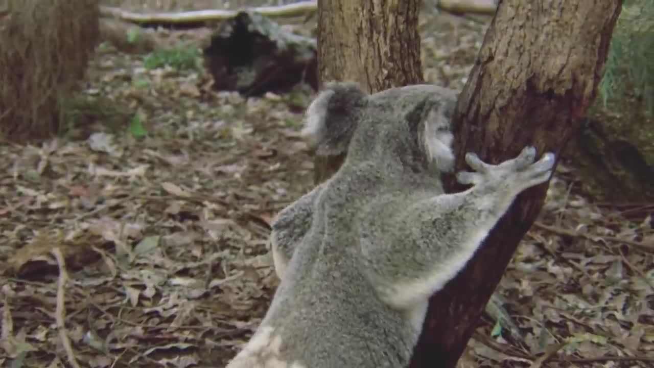 Bear Climbing Trees