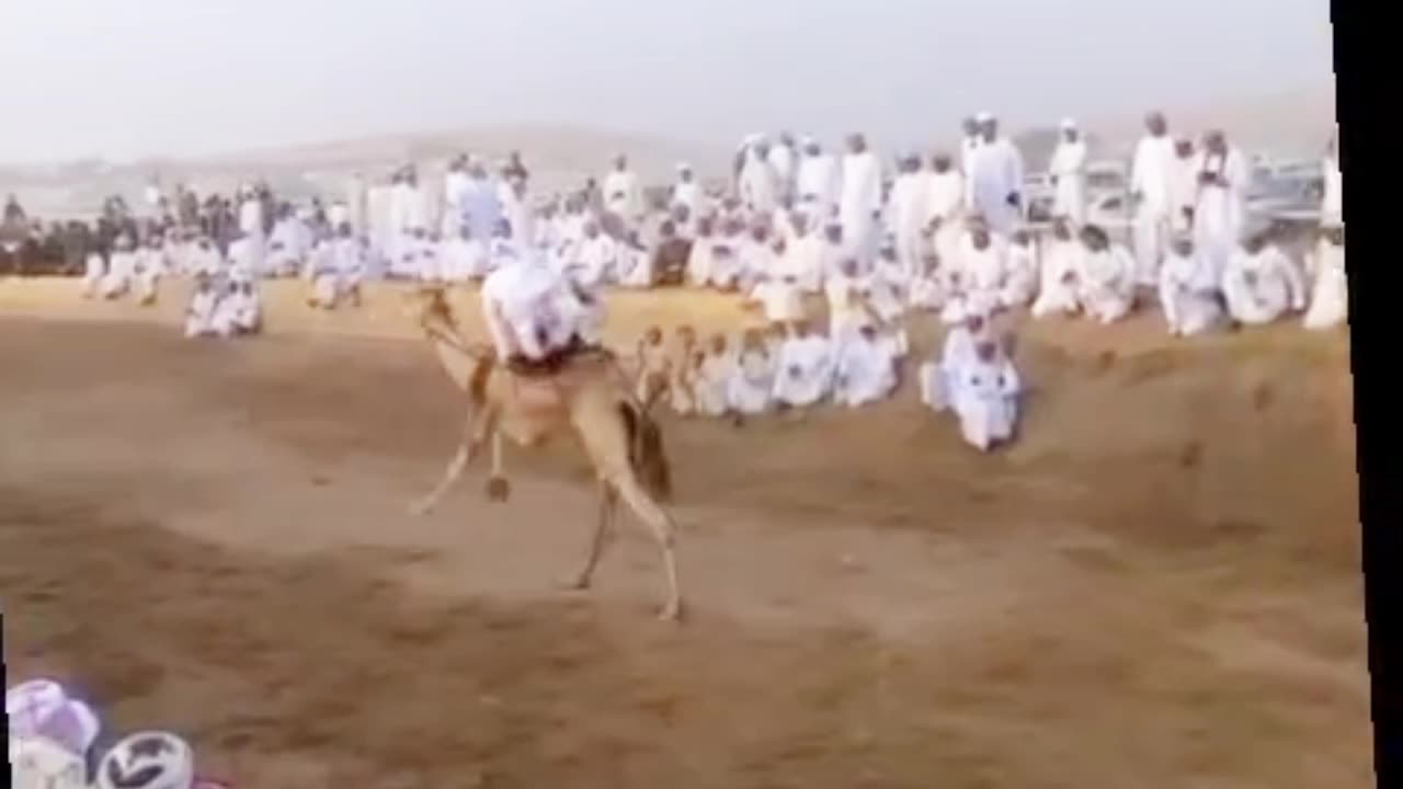 Amazing Arabs Funny camels race moments 😂🤣😂😅