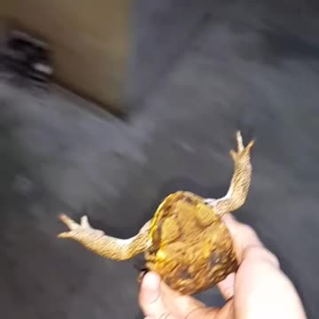 Frog - You are my friend now!