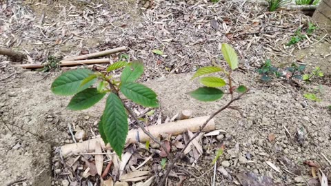 種植櫻花樹苗