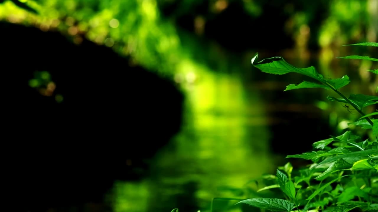 Tranquil Forest River: Soothing Water Sounds to Calm Your Mind