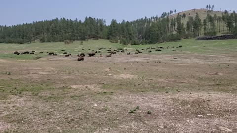 The Herd