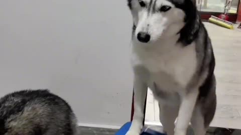 Husky's Daily Life