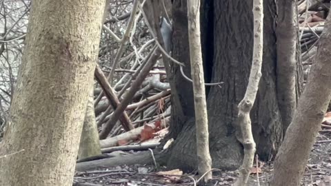 Downy woodpecker