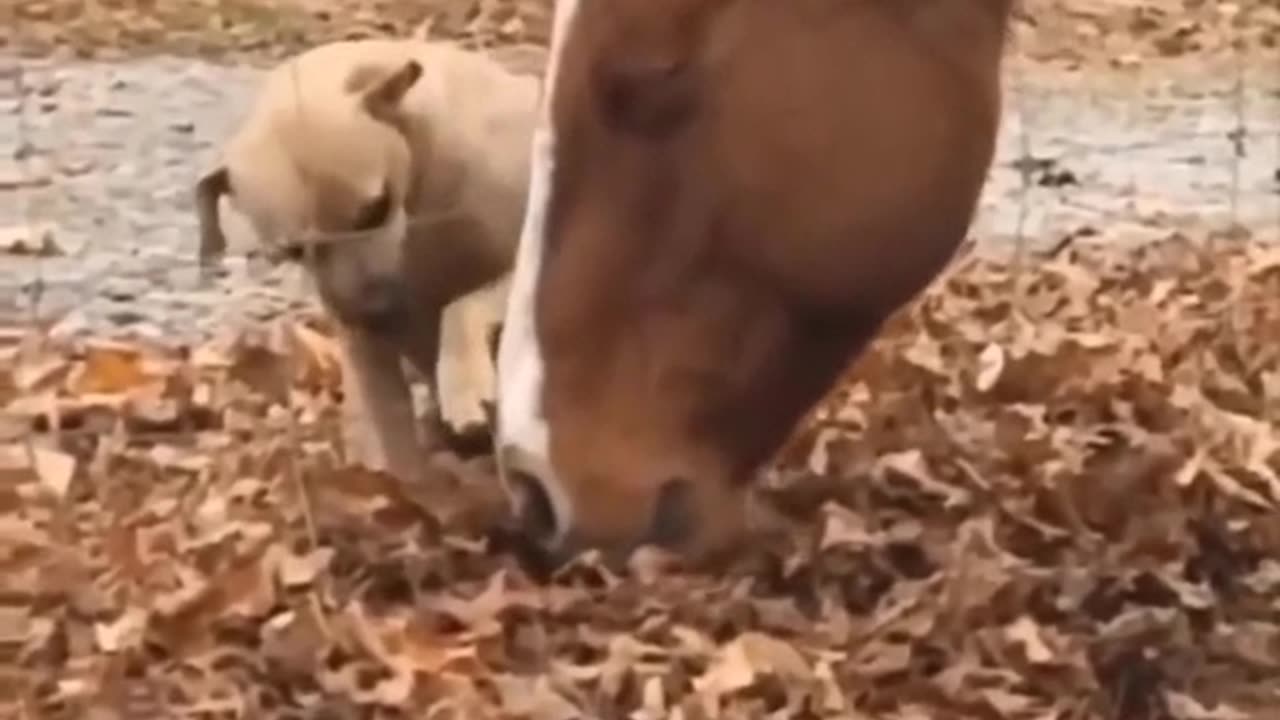 Unlikely Friends: Heartwarming Moments of Love Between a Puppy and a Horse