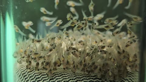 Tilapia Fry Day 6-2