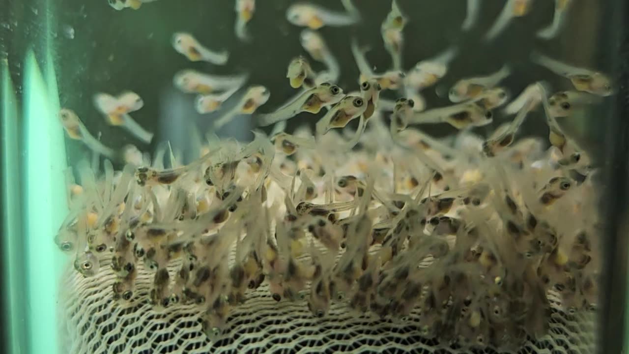 Tilapia Fry Day 6-2