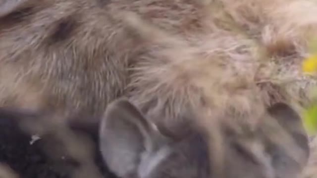 Hyena Queen feeding her cubs # AnimalworldWildlife Zero Distance Hyena