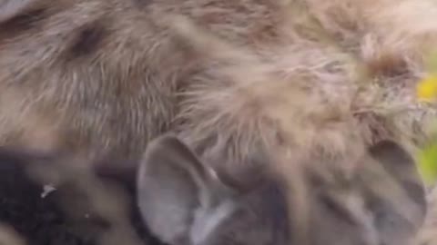 Hyena Queen feeding her cubs # AnimalworldWildlife Zero Distance Hyena