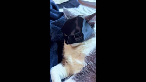 Hear the news? Batman has a cat! Look!