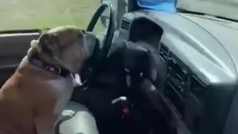 Funny Dogs Moment #shorts