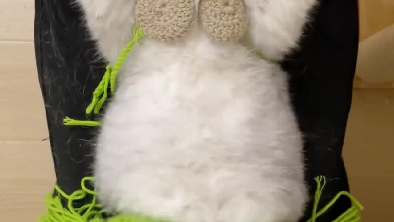 Animal