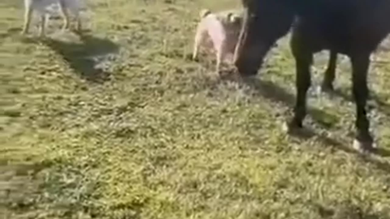 Happy Horse 🥕🥕🥕