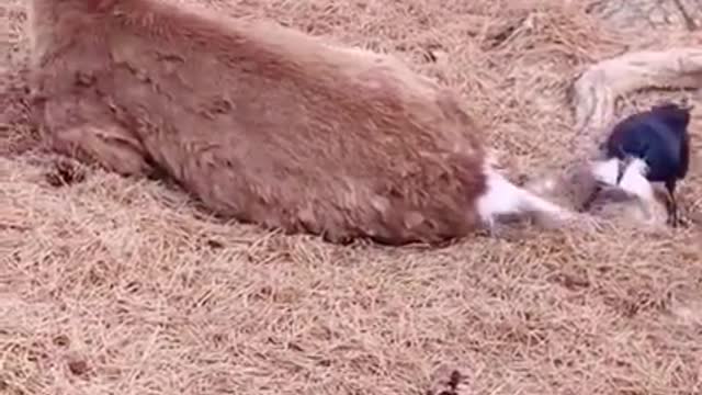 funny animal confusing animal behavior