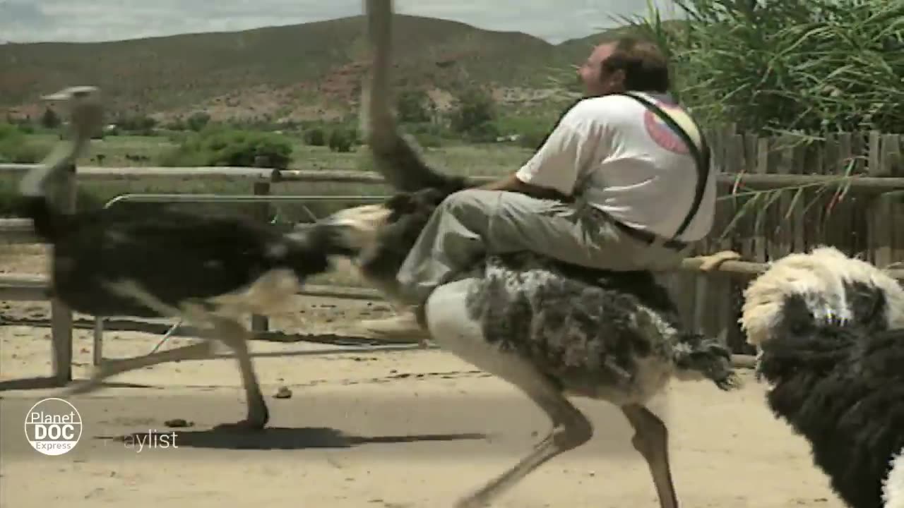 Ostrich Riding