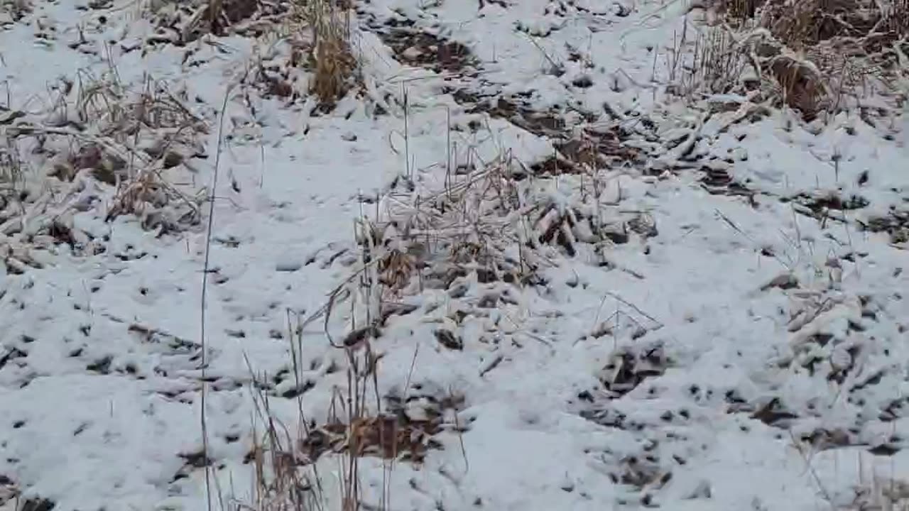 Moving Wet Sheep on Thanksgiving, take two