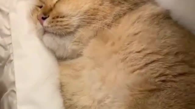 the cat is very tired and asleep