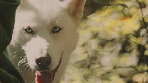 funny dog movements