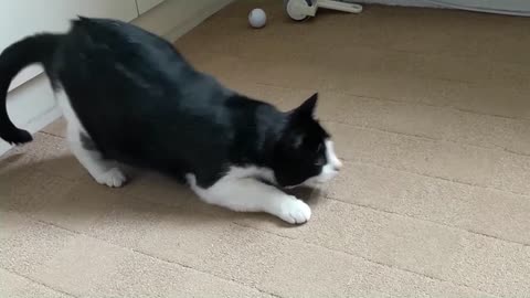 Cat Butt Wiggle Compilation Video