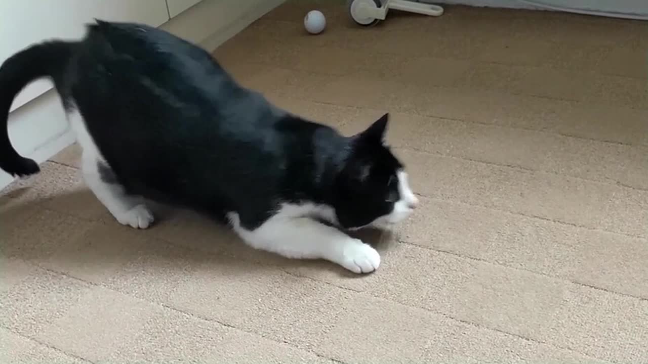 Cat Butt Wiggle Compilation Video