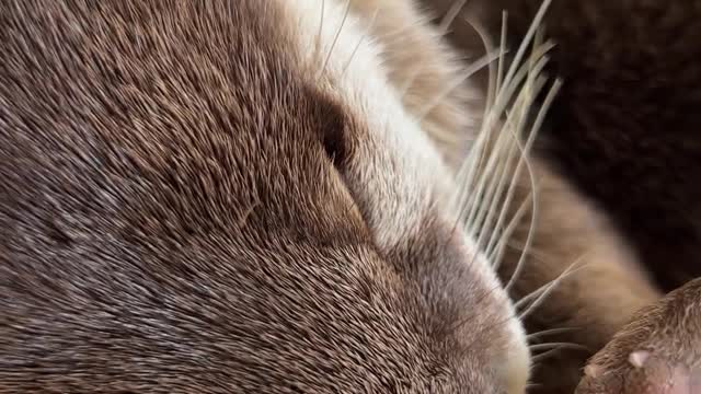 A Dozing otter -s voice Leaks out