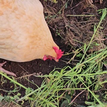 OMC! A worm hunting hen is a happy hen 🐔 Protein hunting in the black earth beneath greens! #shorts
