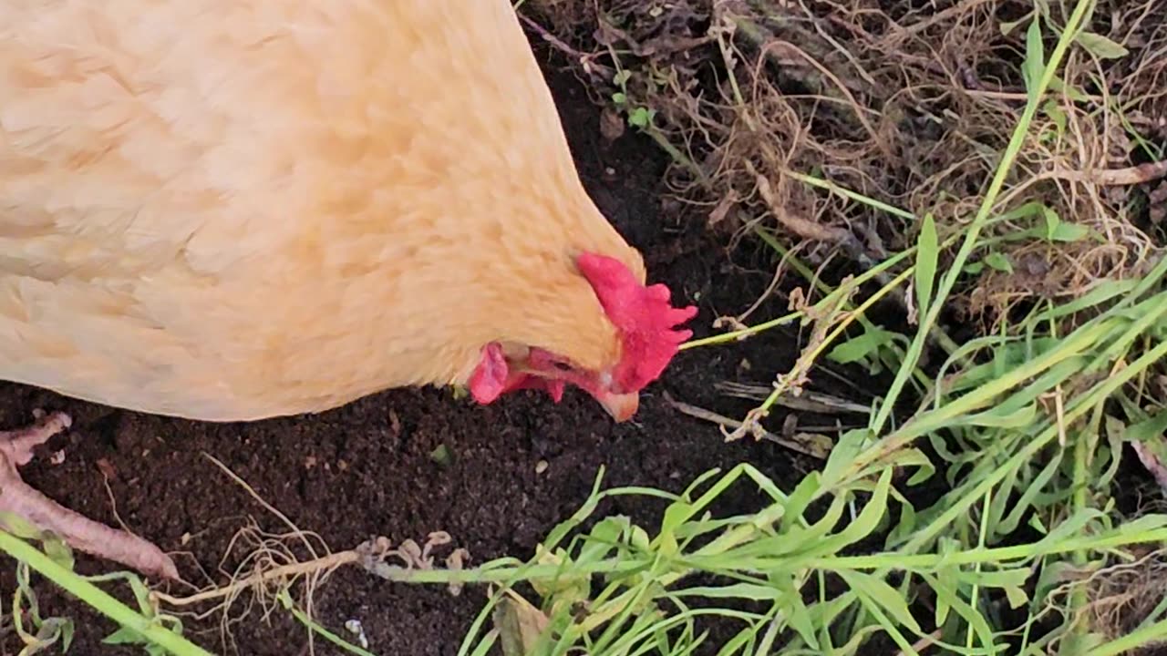 OMC! A worm hunting hen is a happy hen 🐔 Protein hunting in the black earth beneath greens! #shorts