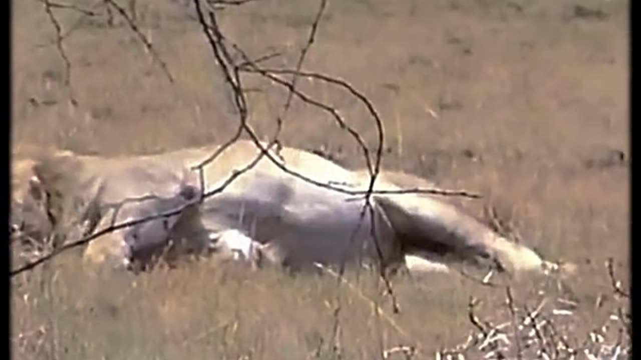 The lion thrashed when bitten by the black mamba.