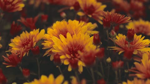 Slow-motion Flowers