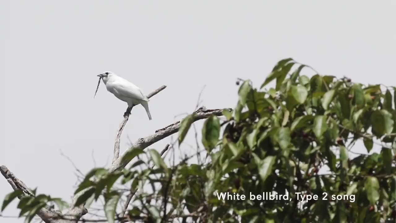 The sound of a bell bird