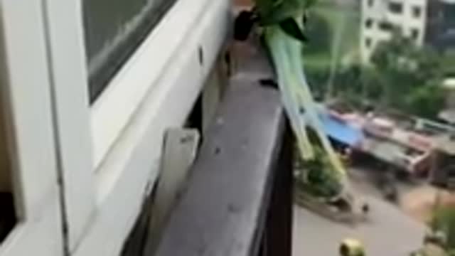 Parrot Video. Parrots Funny. Cute Parrot 🦜