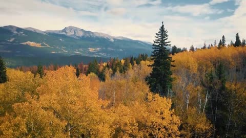 Enchanting Autumn Forests with Beautiful Piano Music