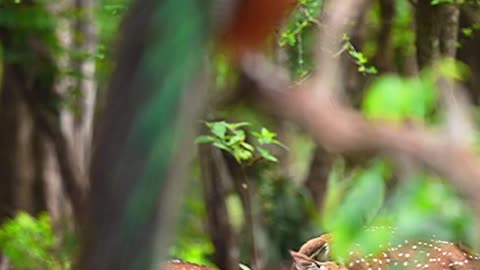 Natural Beauti peacock