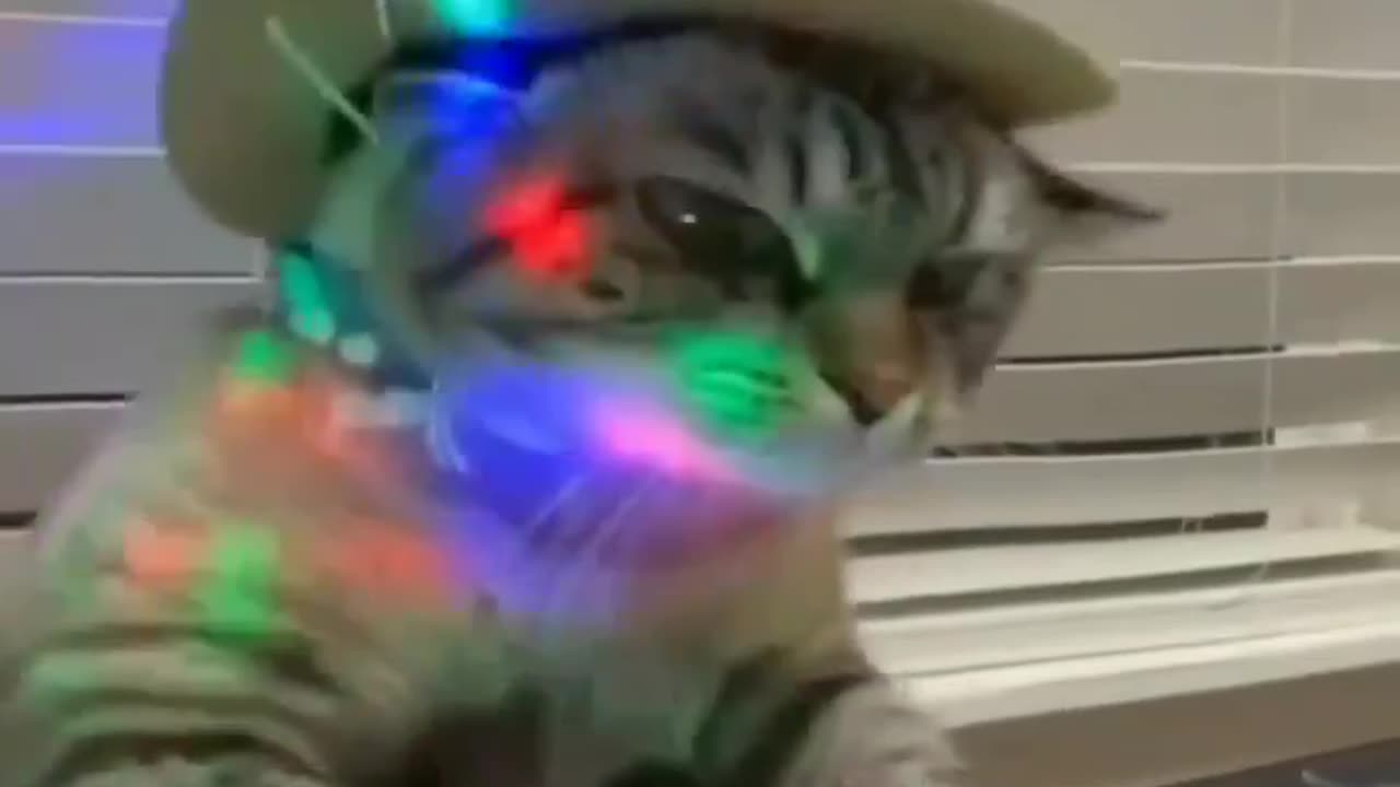 Cats for DJ song so funny 🤣