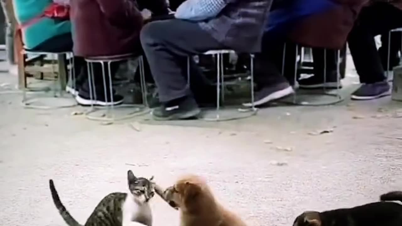 Dog vs cat comedy video