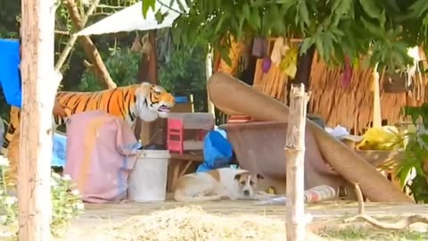 Troll Prank Dog Funny _ Fake Tiger Prank To dog _ Huge Box Prank to dog