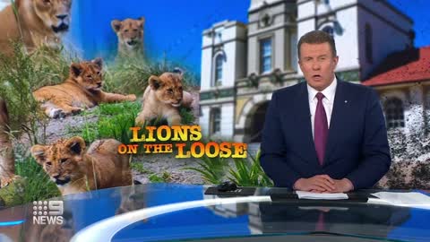 Guests told to 'run' after five lions break free at Sydney’s Taronga Zoo