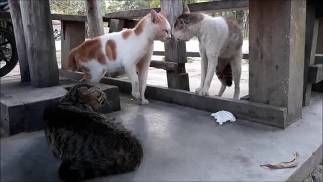 Cat ridIculous fight
