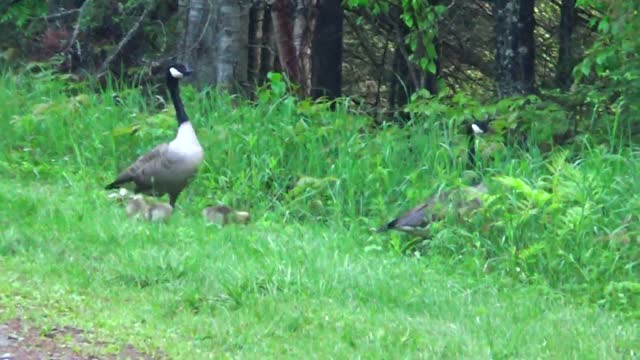 Canada Geese and Goslings