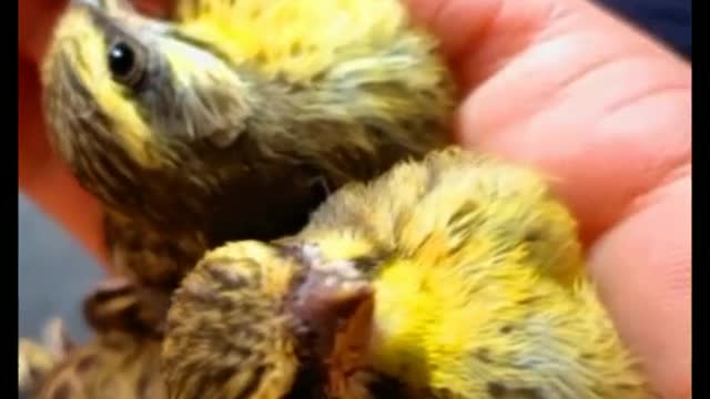 The female sat on the eggs, fluffing out her feathers.