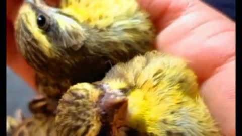 The female sat on the eggs, fluffing out her feathers.