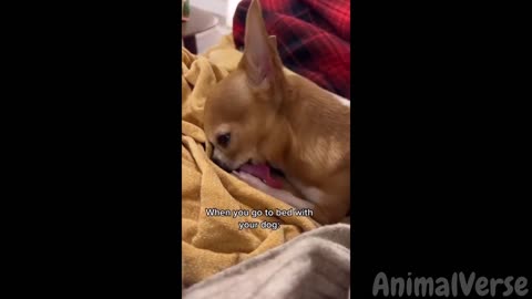 🐶 Adorable and Funny Pets Compilation 2023! 🐱🎉