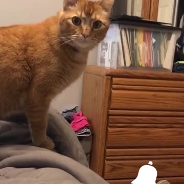 Veja só a reação desse gato quando escuta um miado