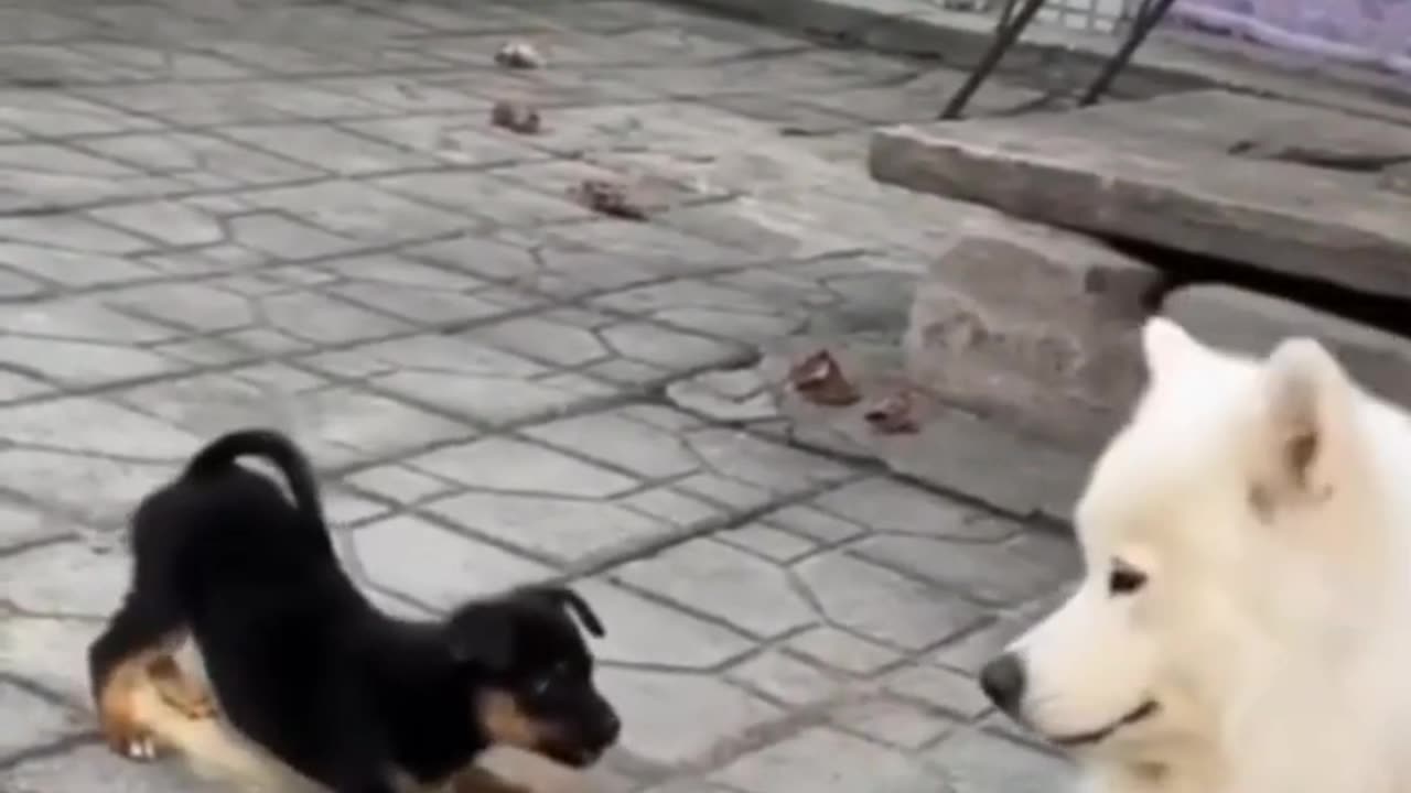 Funniest Cats And Dogs Video 133