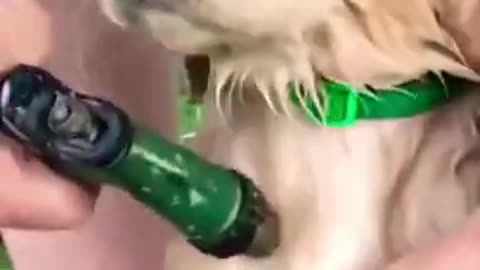 my cute puppy💕💕💕 | puppy lover usa