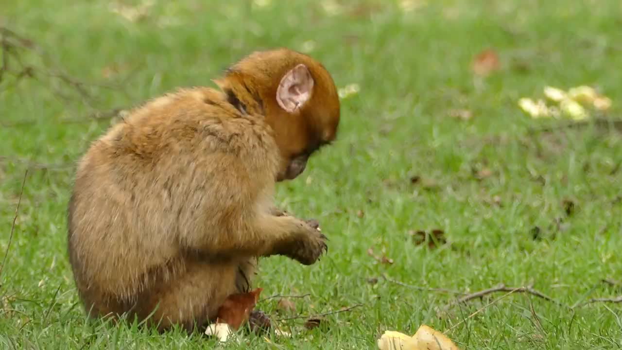 Best monkey dance - Bandriya ka dance