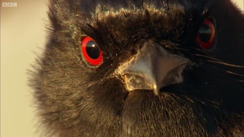 Drongo Bird Tricks Meerkats | Africa | BBC Earth