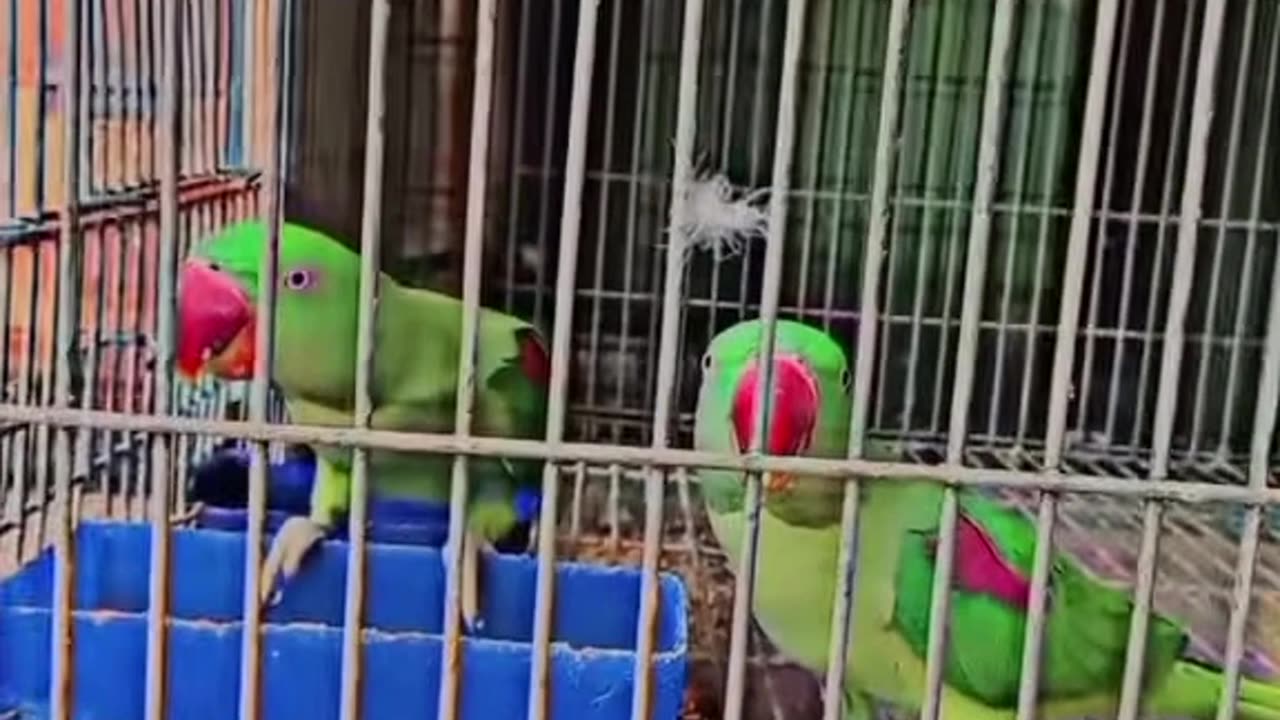 Parrots