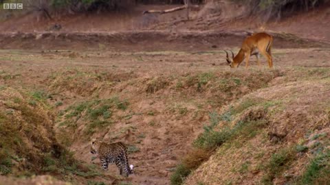 Impala Miraculously Escapes Jaws Of Leopard The Hunt BB 720p